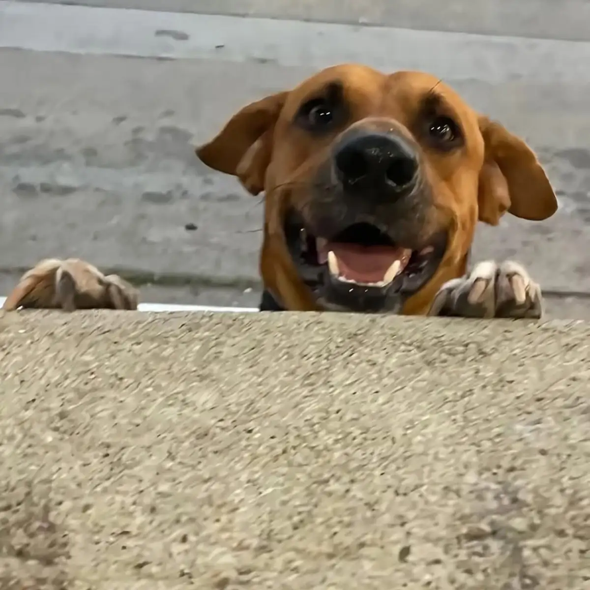 Solovino, el perro callejero que se convirtió en guardián de tortugas en Tamaulipas