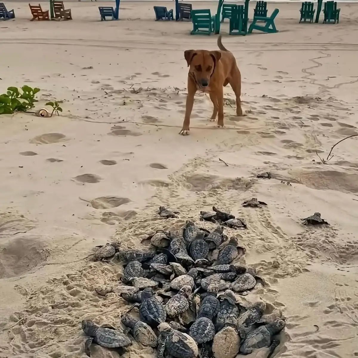 Solovino, el perro callejero que se convirtió en guardián de tortugas en Tamaulipas