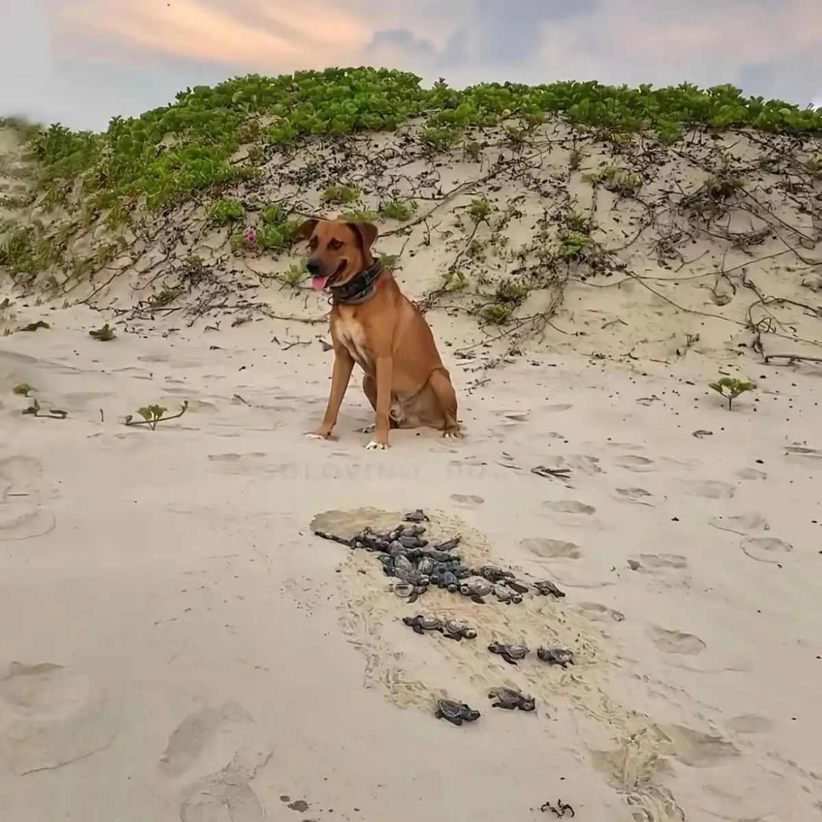 Solovino, el perro callejero que se convirtió en guardián de tortugas en Tamaulipas