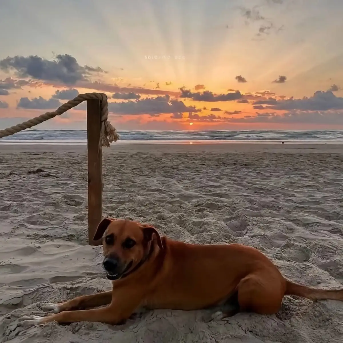 Solovino, el perro que se convirtió en guardián de tortugas en Tamaulipas
