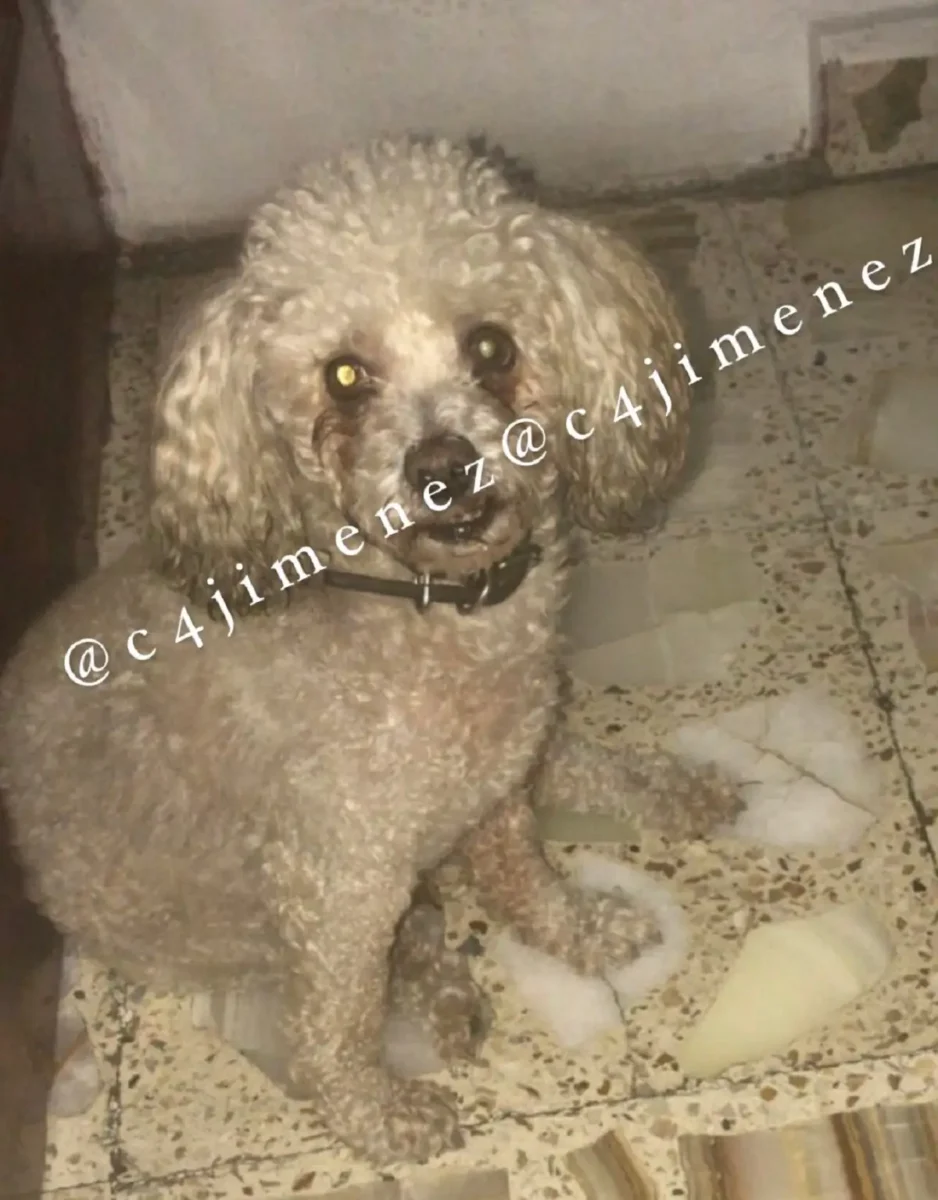 Taquero atropella a un perro en la CDMX