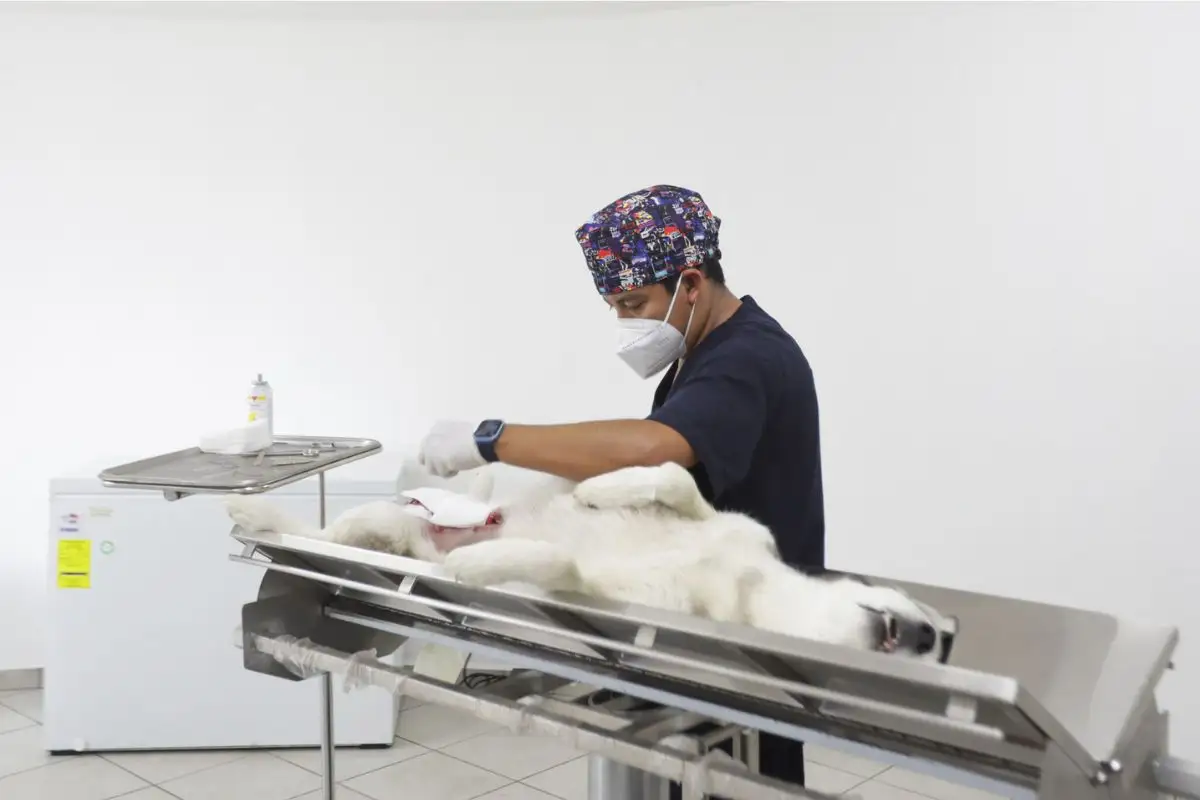 Albergue de Seres Sintientes de Puebla estará en Agua Santa