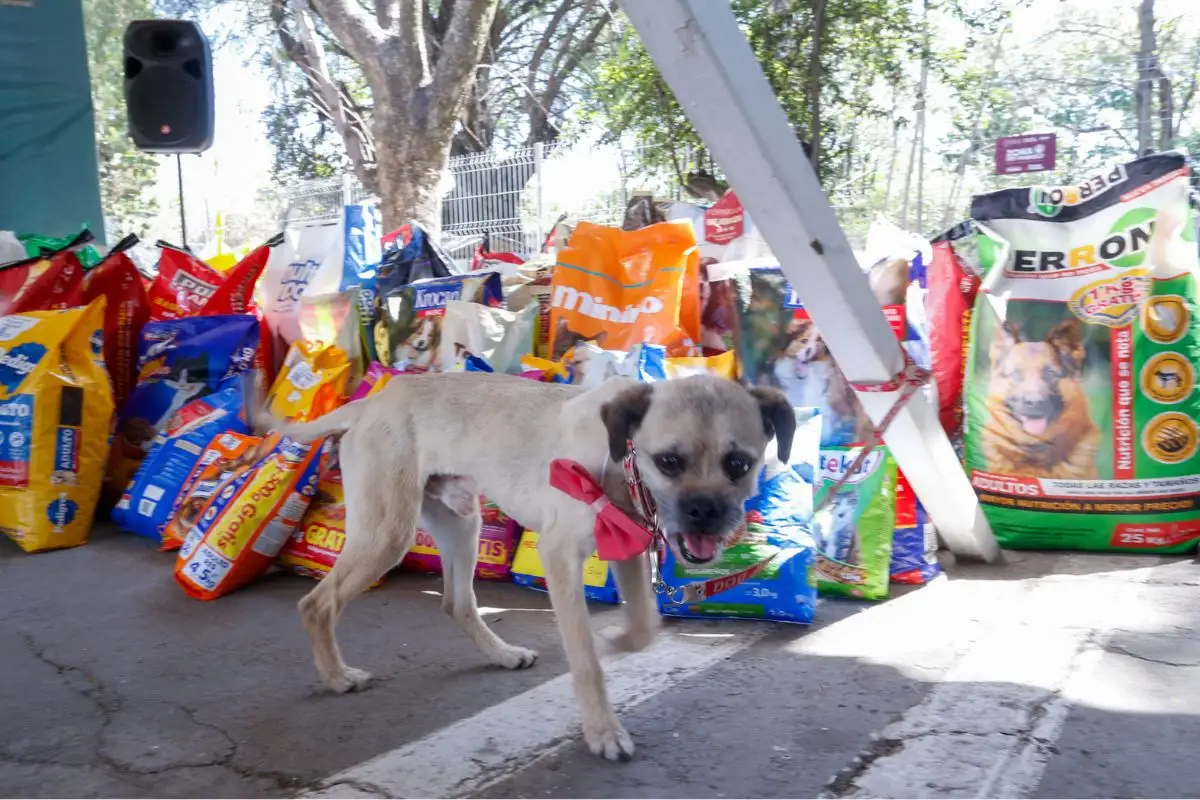 Albergue de Seres Sintientes de Puebla estará en Agua Santa