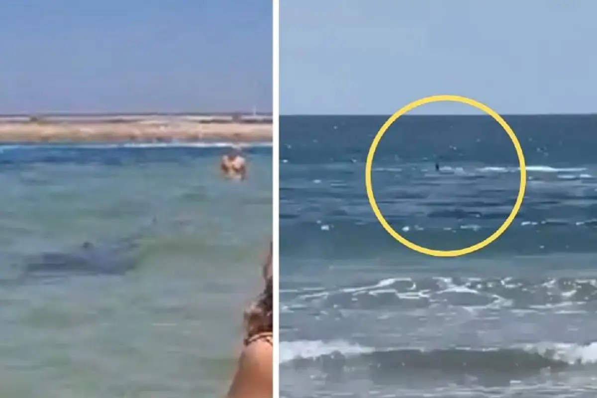 Captan momento exacto en que un tiburón devora a una persona 1 VIDEOS: Captan momento exacto en que un tiburón devora a una persona
