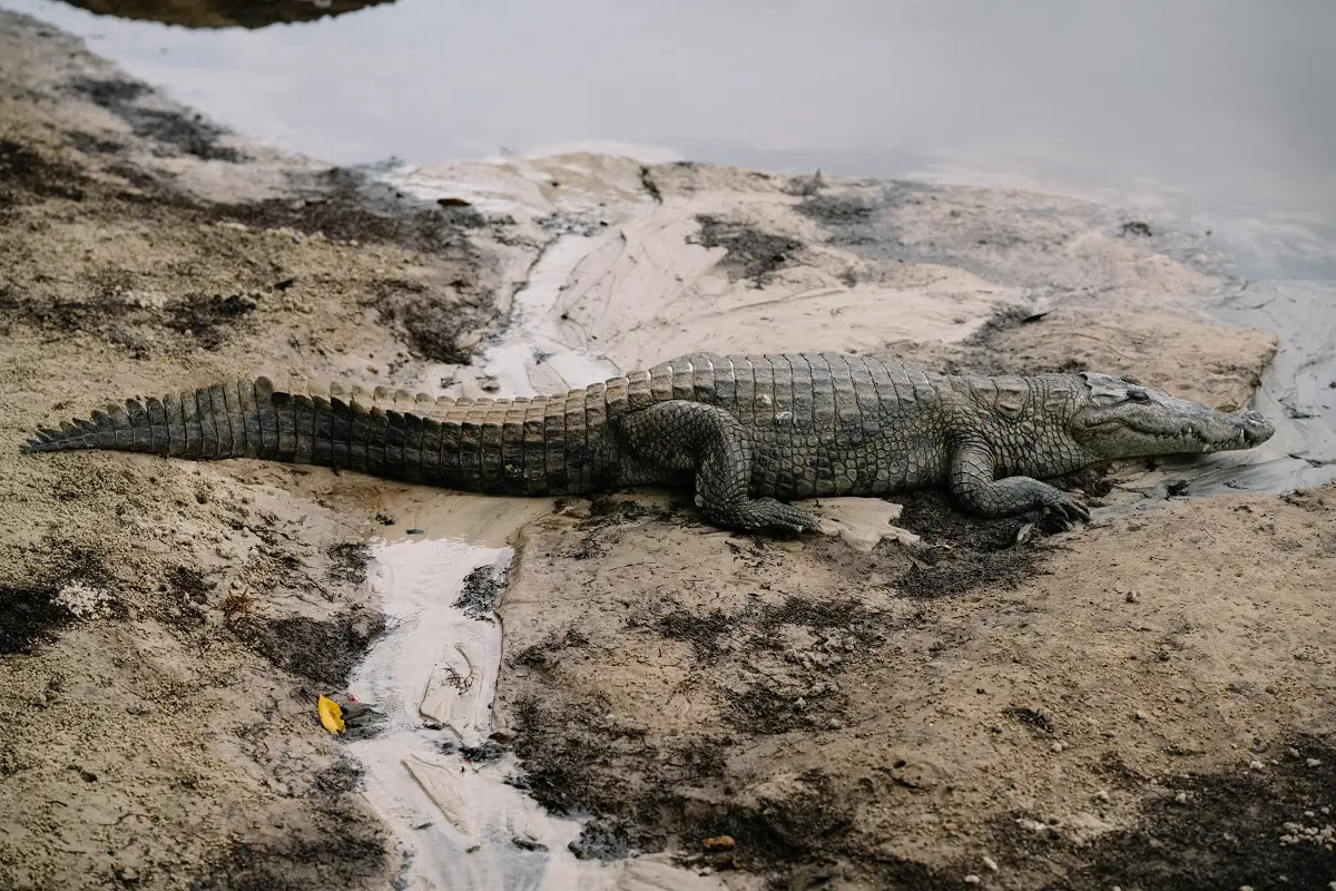 Cocodrilo nada tranquilamente en playa de Tulum y se vuelve viral