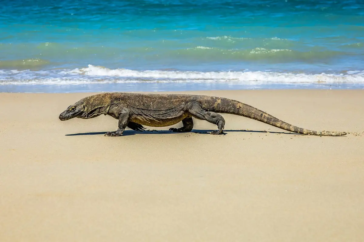 ¡Sorpresa! Cocodrilo nada tranquilamente en playa de Tulum y se vuelve viral (VIDEO) 1 Cocodrilo nada tranquilamente en playa de Tulum y se vuelve viral