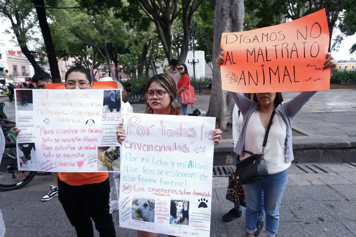 En 5 meses, Protección Animal recibe 275 denuncias por maltrato animal en Puebla