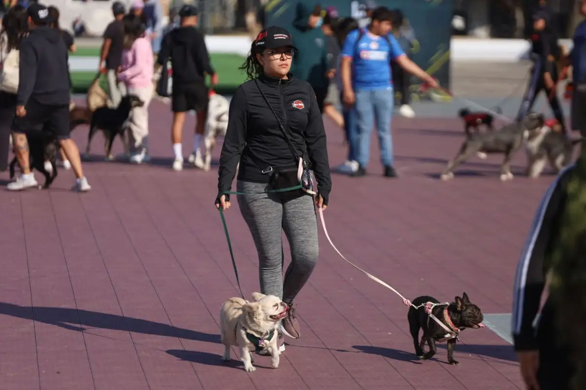En 5 meses, Protección Animal recibe 275 denuncias por maltrato animal en Puebla