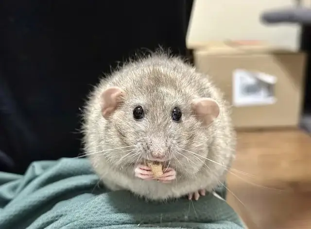 ¿Por qué se conmemora el Día Mundial de la Rata?