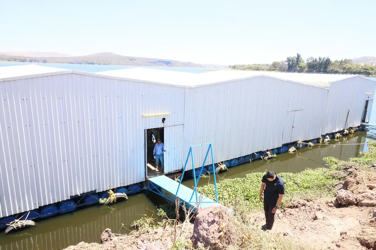 Fertipue: proyecto innovador que transformará el lirio del Lago de Valsequillo