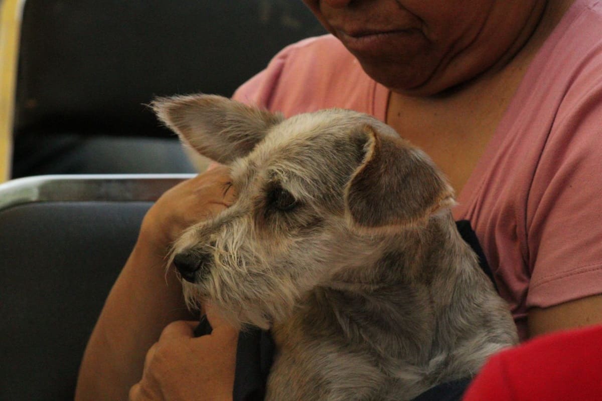 jornada animal ayuntamiento de puebla 1