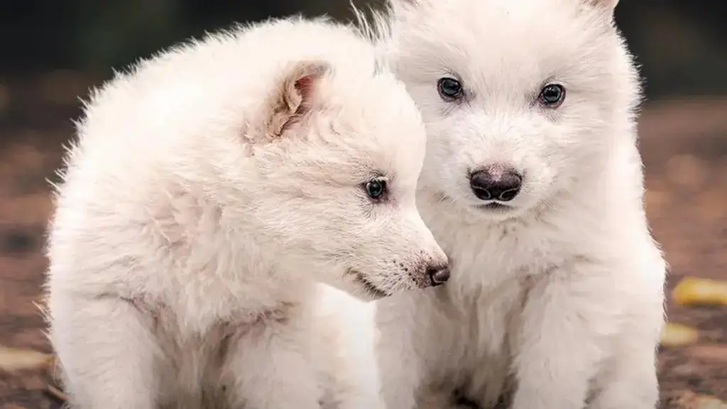 ¿Cómo revivieron al extinto lobo terrible?