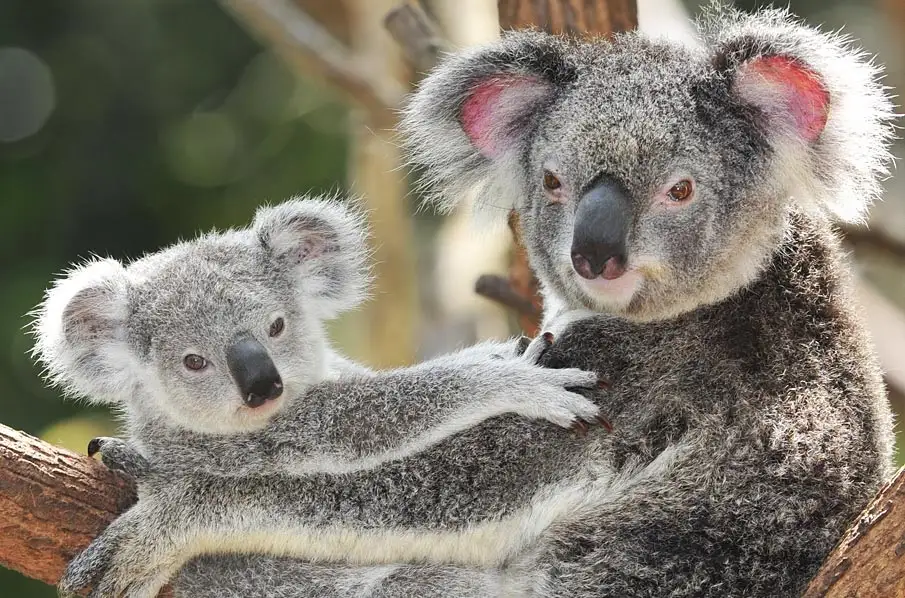 ¿Por qué sacrifican a koalas en Australia a balazos?