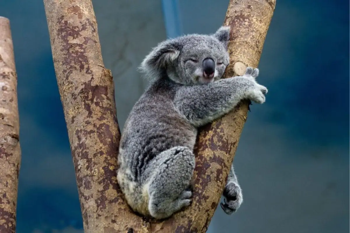 ¿Por qué sacrifican a koalas en Australia a balazos?