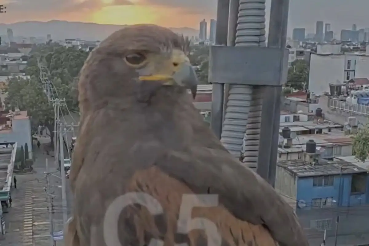 Águila real posa frente a cámara del C5 en CDMX y se viraliza en redes 1 Águila real posa frente a cámara del C5 en CDMX y se viraliza en redes