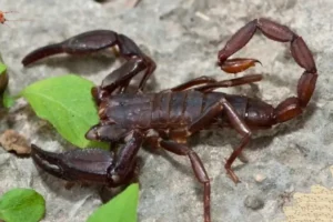 Aparecen alacranes gigantes en Mérida: ¿peligro o señal de alarma ecológica?