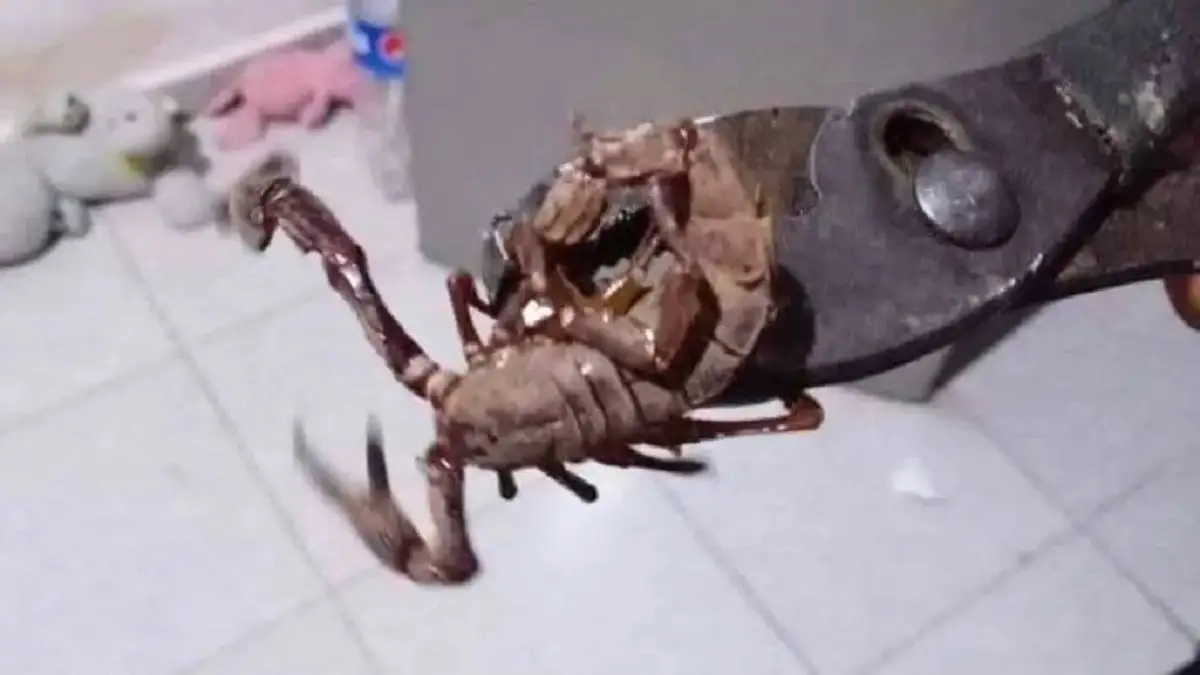 Aparecen alacranes gigantes en Mérida: ¿peligro o señal de alarma ecológica?