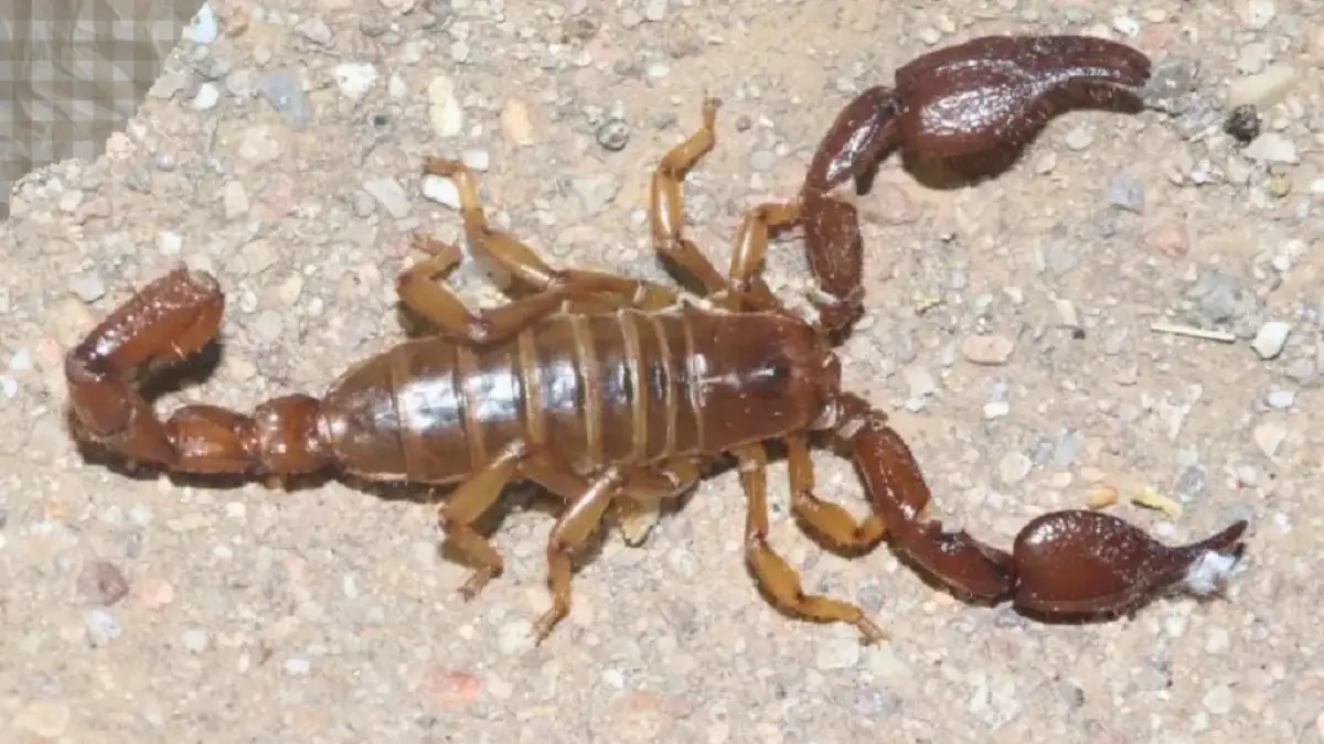 Aparecen alacranes gigantes en Mérida: ¿peligro o señal de alarma ecológica?
