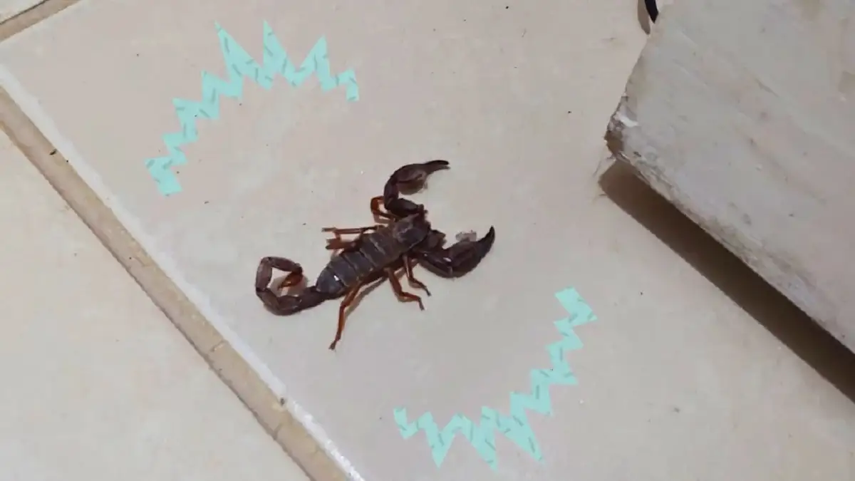 Aparecen alacranes gigantes en Mérida: ¿peligro o señal de alarma ecológica?