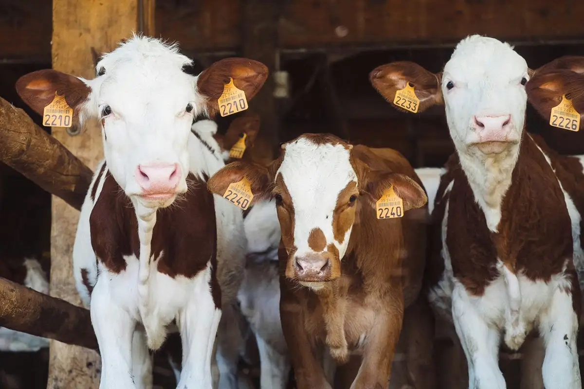 EU suspende importación de ganado mexicano por brote de gusano barrenador 1 EU suspende importación de ganado mexicano por brote de gusano barrenador