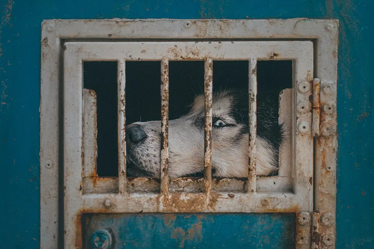 Estos son los puntos de venta ilegal de animales en Puebla detectados por Bienestar Animal 1 Estos son los puntos de venta ilegal de animales en Puebla detectados por Bienestar Animal