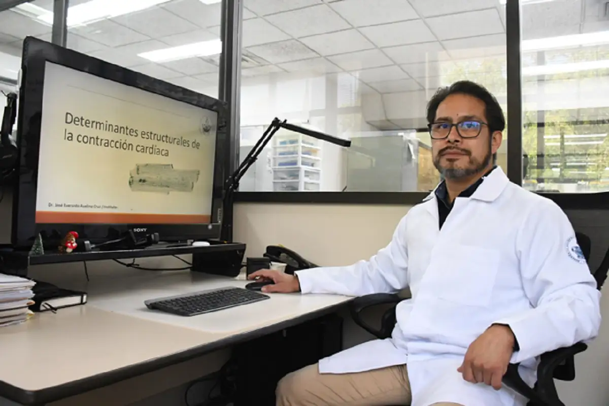Estudian la relación estructura-función en las células cardiacas el Instituto de Fisiología