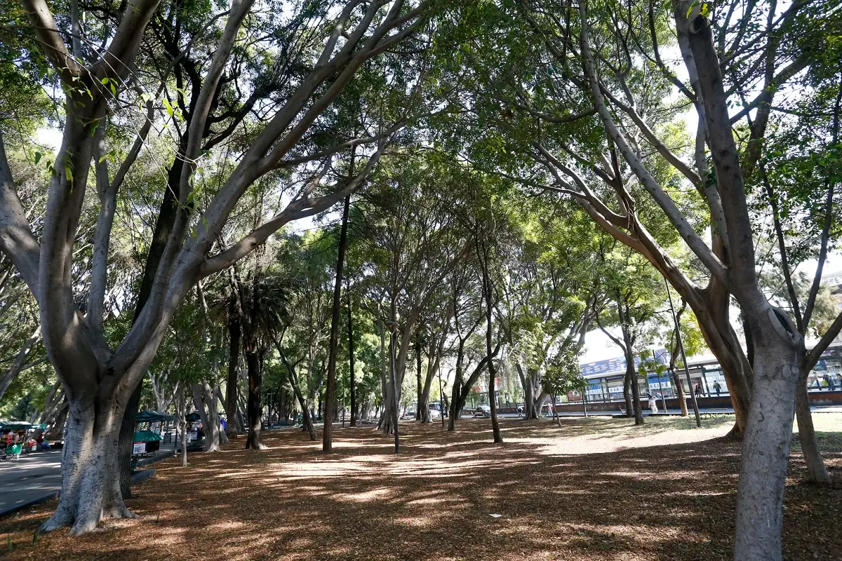 Modificarán ley de arbolado urbano en Puebla