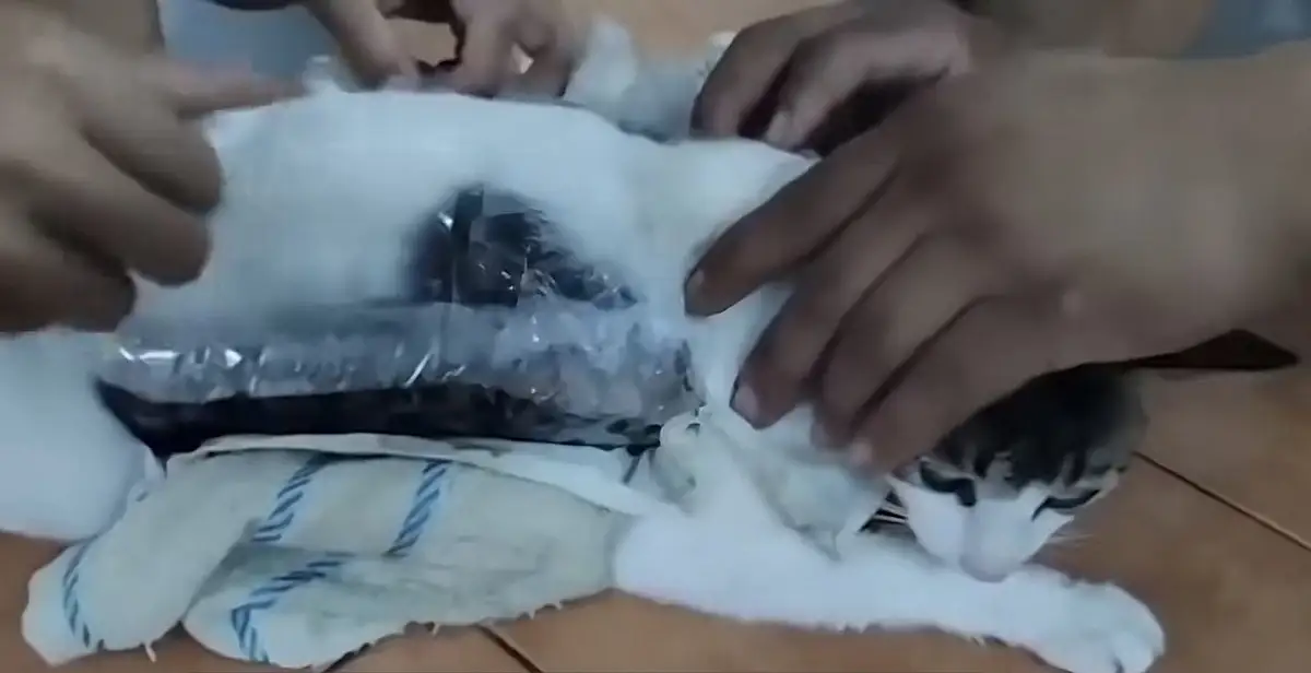 “Narcomichi”: decomisan droga adherida a un gato en cárcel de Costa Rica