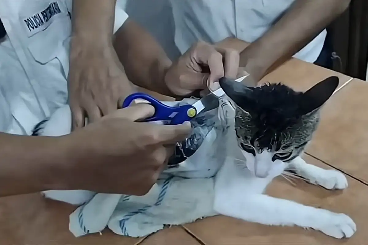 “Narcomichi”: decomisan droga adherida a un gato en cárcel de Costa Rica 1 “Narcomichi”: decomisan droga adherida a un gato en cárcel de Costa Rica