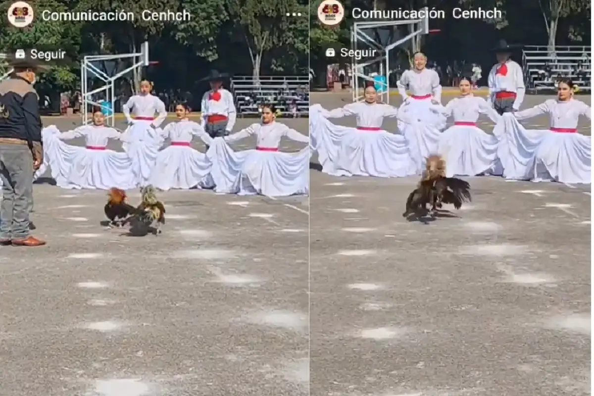Viralizan VIDEO de pelea de gallos en el CENHCH durante festival escolar 1 Viralizan VIDEO de pelea de gallos en el CENHCH durante festival escolar