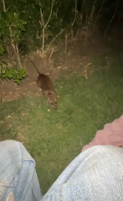 Poblana se viraliza por alimentar a ratas de Bellas Artes en CDMX