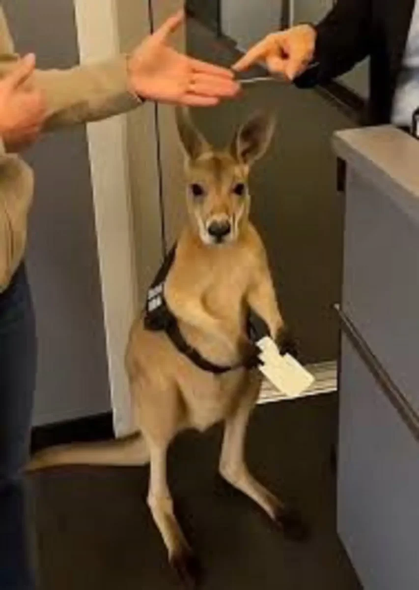 canguro de apoyo emocional 2 2