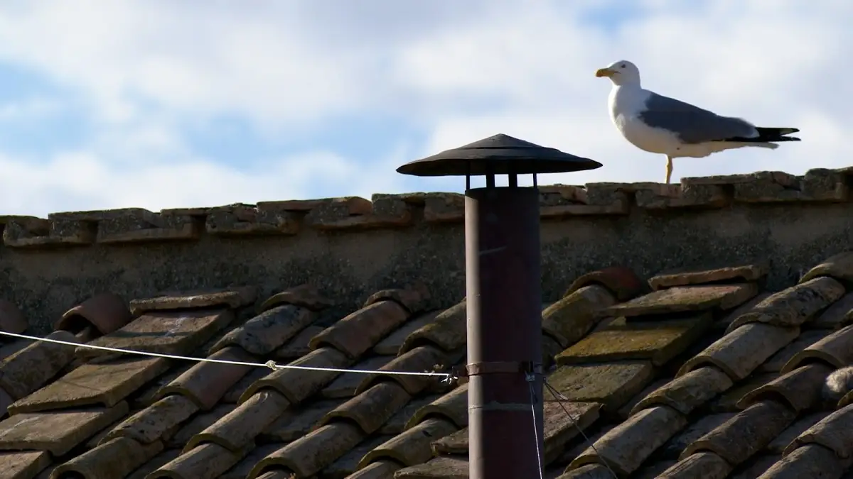 Inicia el cónclave 2025 y este es el cardenal que se perfila a ser el nuevo Papa