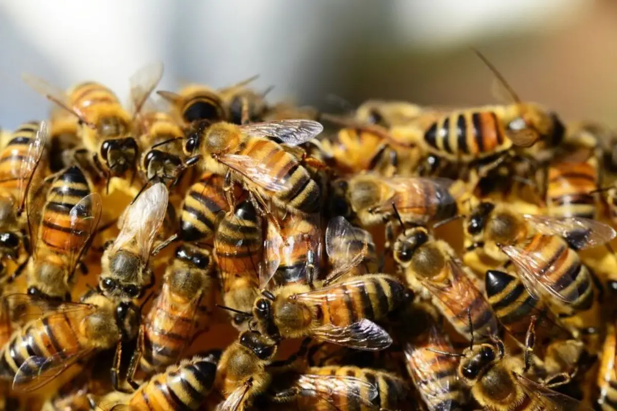 Motociclista en Teziutlán es atacado por enjambre de abejas y muere 1 Enjambre de abejas en Teziutlán mata a motociclista