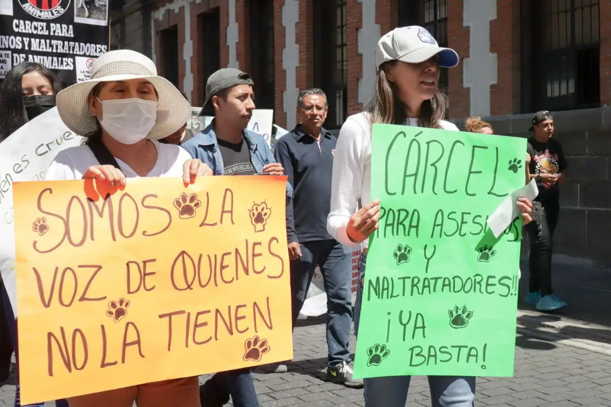 Rescatan a gatita cubierta con pegamento en Xicotepec