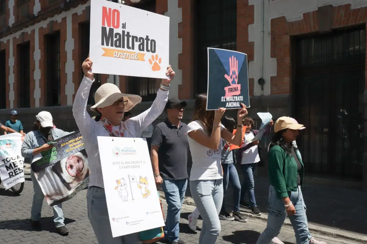 Rescatan a gatita cubierta con pegamento en Xicotepec