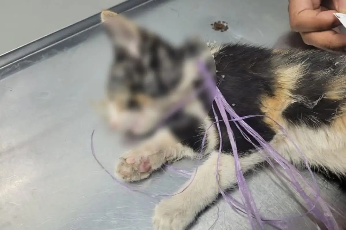 Rescatan a gatita cubierta con pegamento en Xicotepec