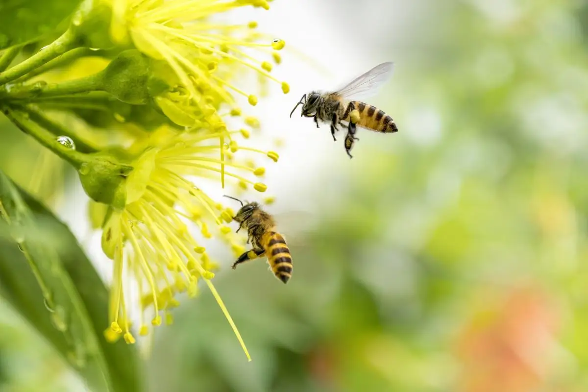 ¿Por qué buscan aprobar jardines polinizadores en Puebla? 1 ¿Por qué buscan aprobar jardines polinizadores en Puebla?