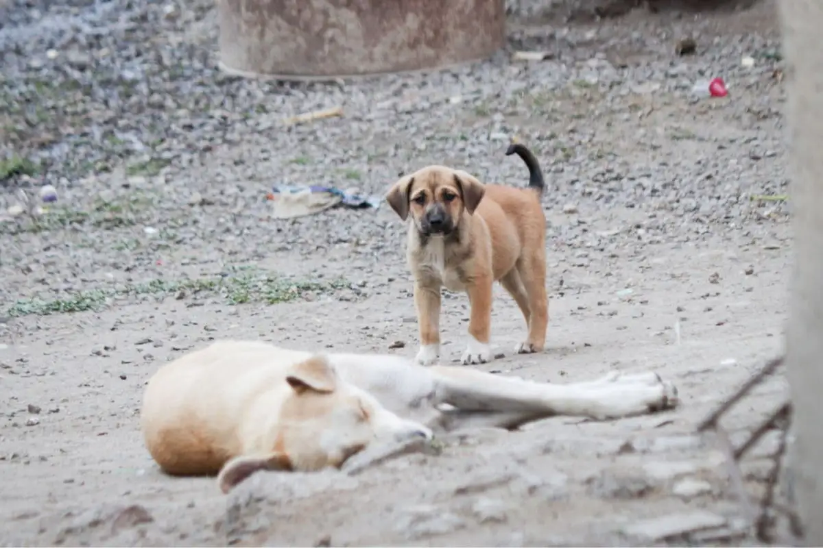 multas a dueños que abandonen a sus mascotas en Huejotzingo