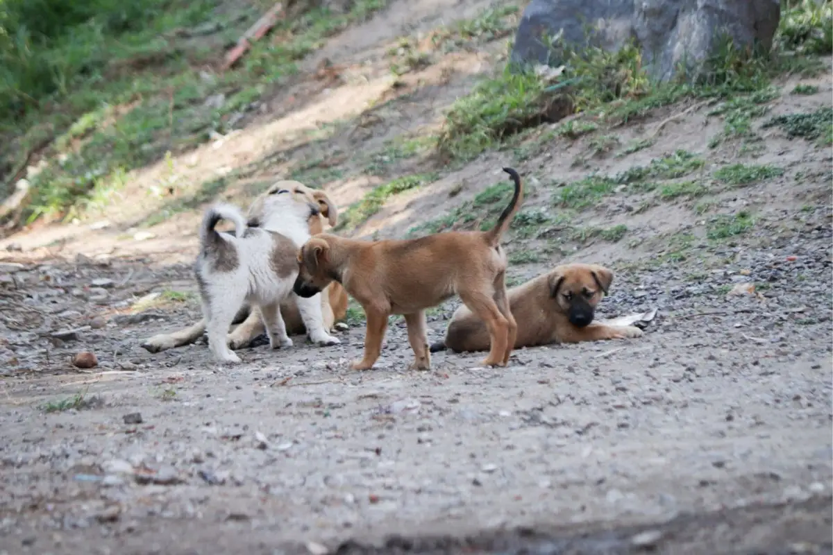 Analizan sanciones contra dueños que abandonen a sus mascotas en Huejotzingo 1 multas a dueños que abandonen a sus mascotas en Huejotzingo