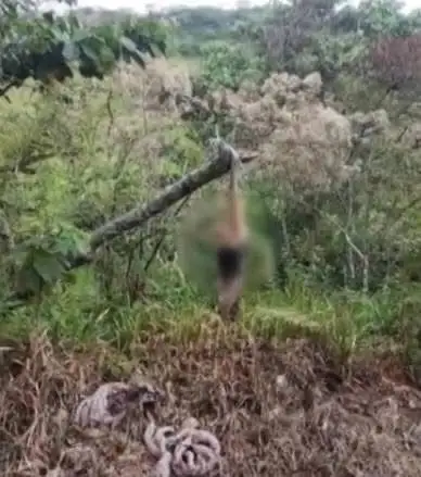 Otro caso más de maltrato animal en Puebla: cuelgan de un árbol a oso hormiguero en Cuetzalan