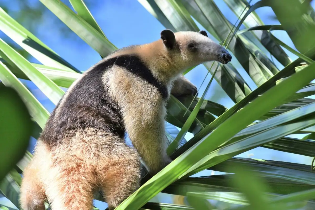 Otro caso más de maltrato animal en Puebla: cuelgan de un árbol a oso hormiguero en Cuetzalan 1 Otro caso más de maltrato animal en Puebla: cuelgan de un árbol a oso hormiguero en Cuetzalan