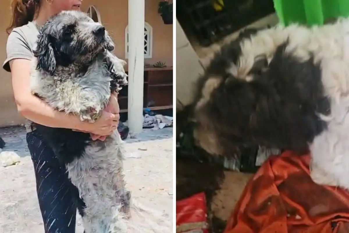 (VIDEO) Rescatan a Fénix, perro atrapado en incendio de la casa de agresores de Misael 1 Rescatan a perrito de los agresores de vendedor de fruta