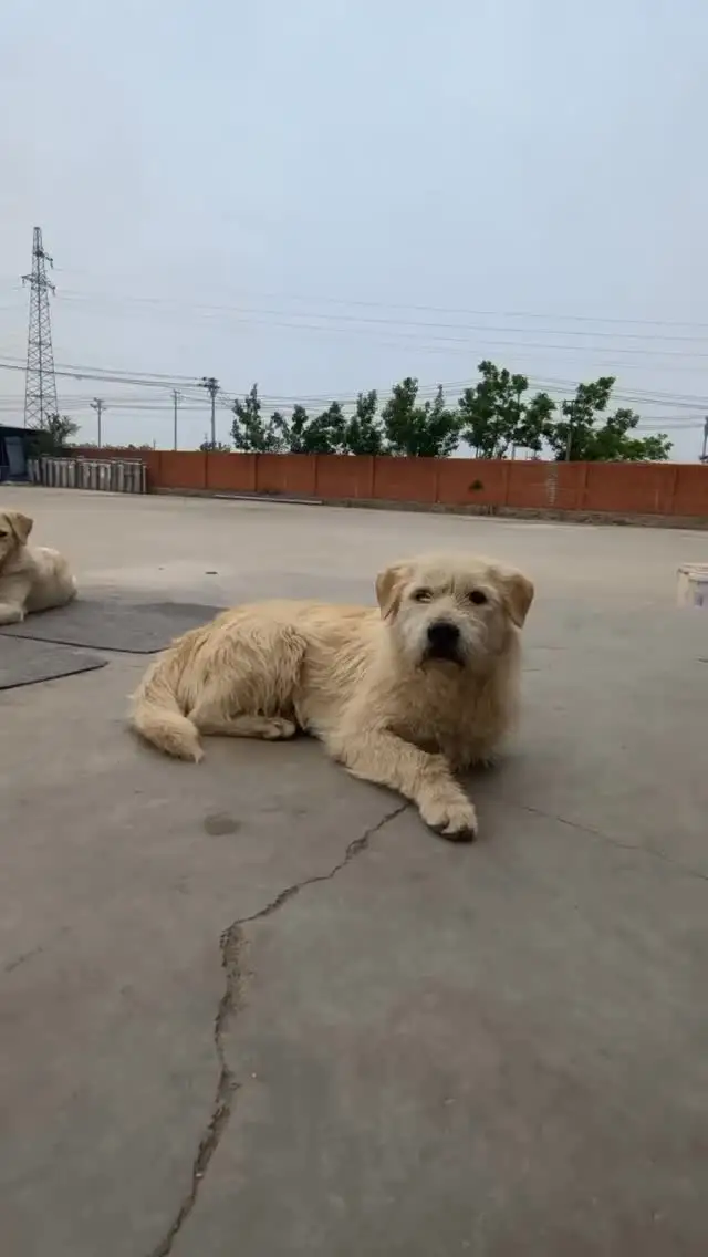Esta es la historia de King Charles, el perro con más aura