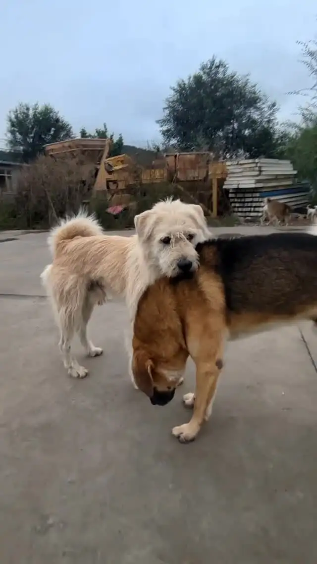 Esta es la historia de King Charles, el perro con más aura