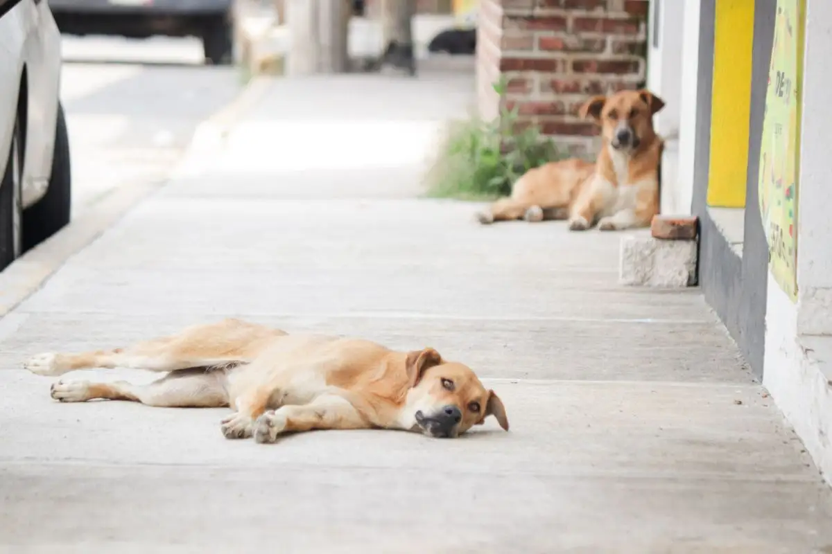 Hay 300 mil perros en la ciudad de Puebla; Canoa registra sobrepoblación
