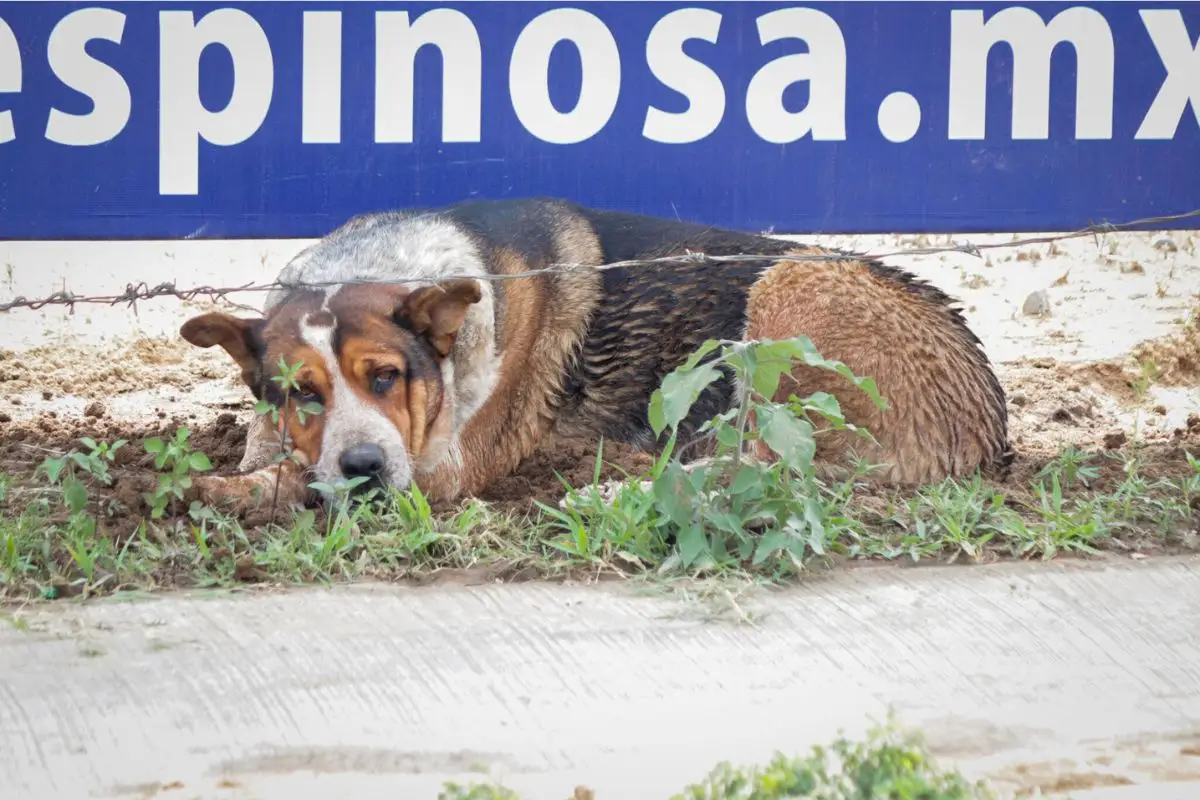 Hay 300 mil perros en la ciudad de Puebla; Canoa registra sobrepoblación