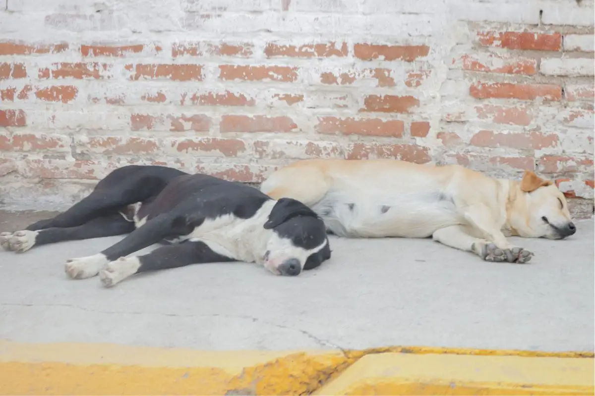 Hay 300 mil perros en la ciudad de Puebla; Canoa registra sobrepoblación 1 Hay 300 mil perros en la ciudad de Puebla; Canoa registra sobrepoblación