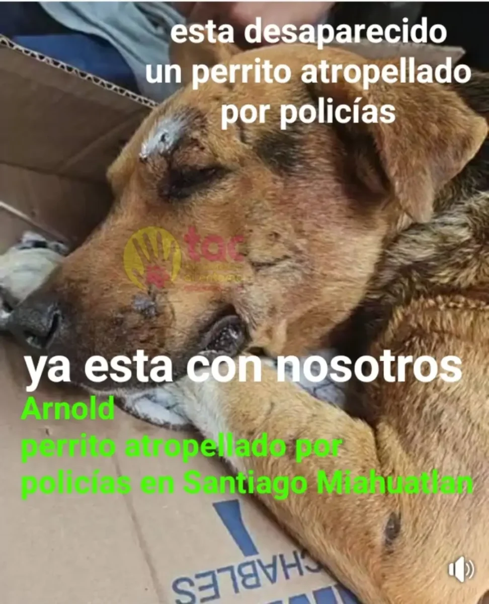 Patrulla atropella a dos perros en Miahuatlán y escapa del lugar