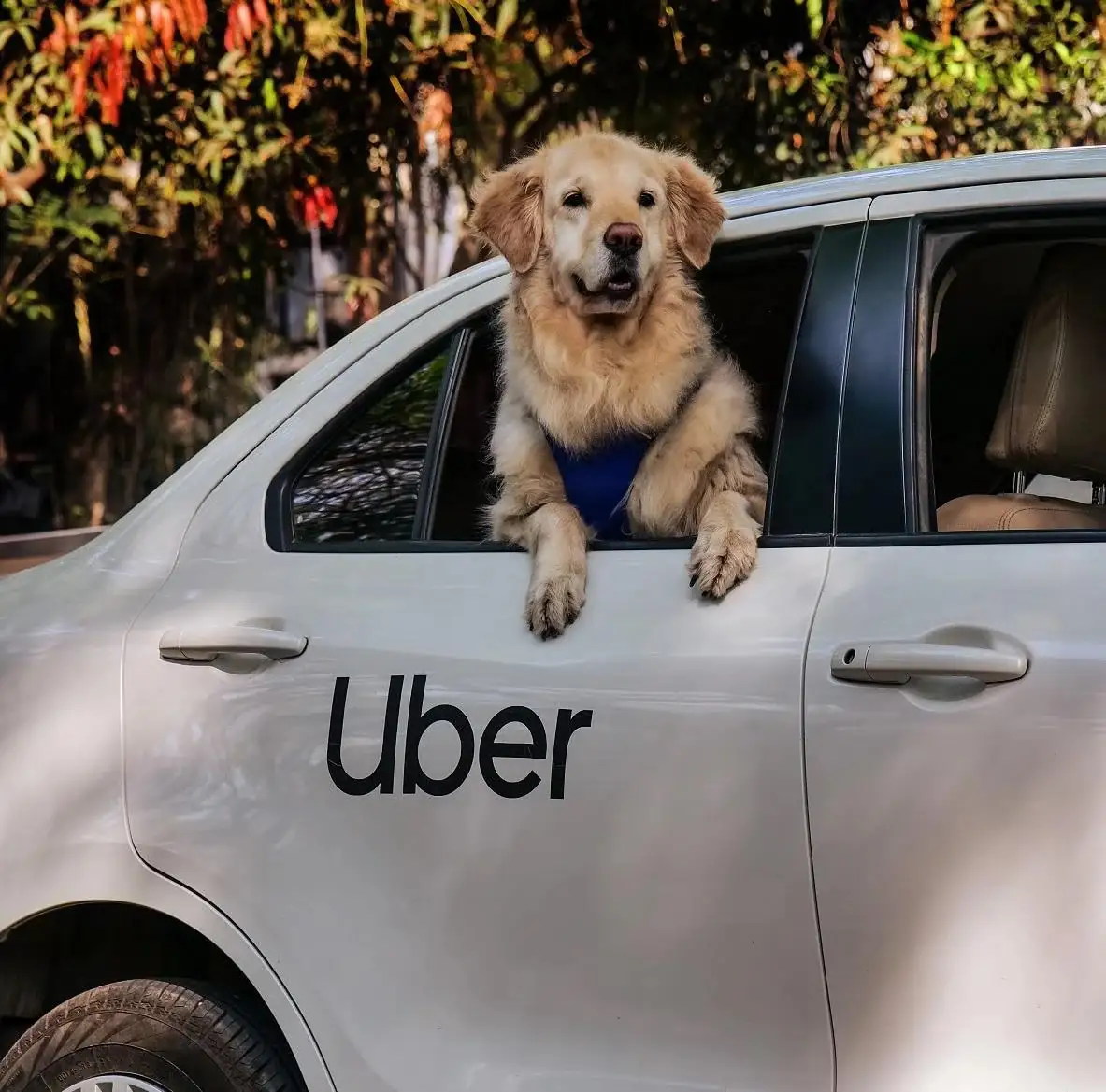 Así funciona Uber Pet en Puebla